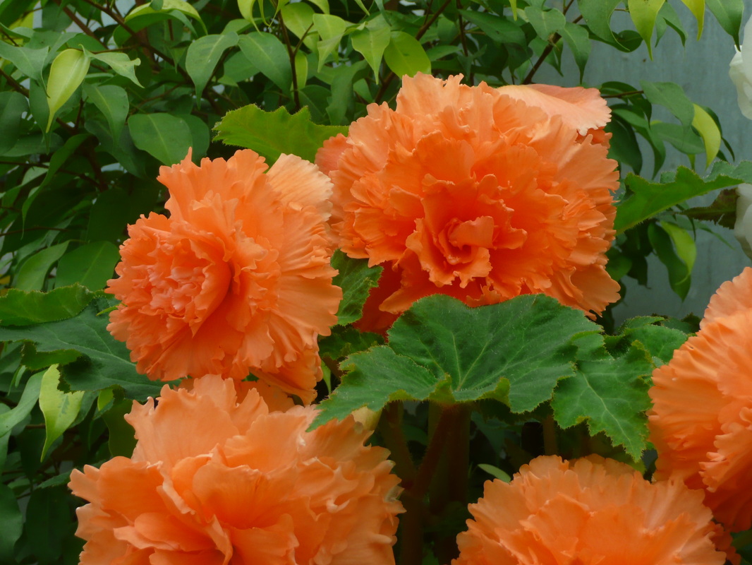 B. ‘Gwen’